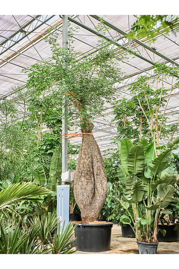 Chorisia Speciosa