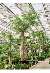 Chorisia Speciosa