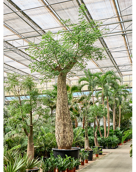 Chorisia