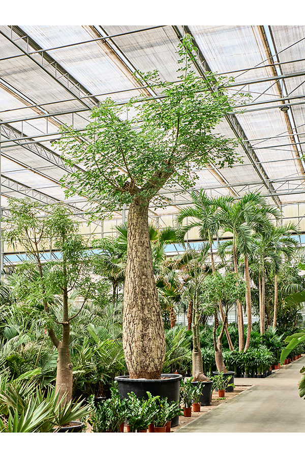 Chorisia Speciosa