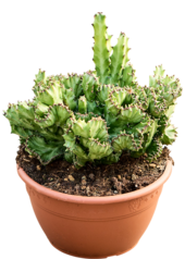 Euphorbia Lactea Cristata