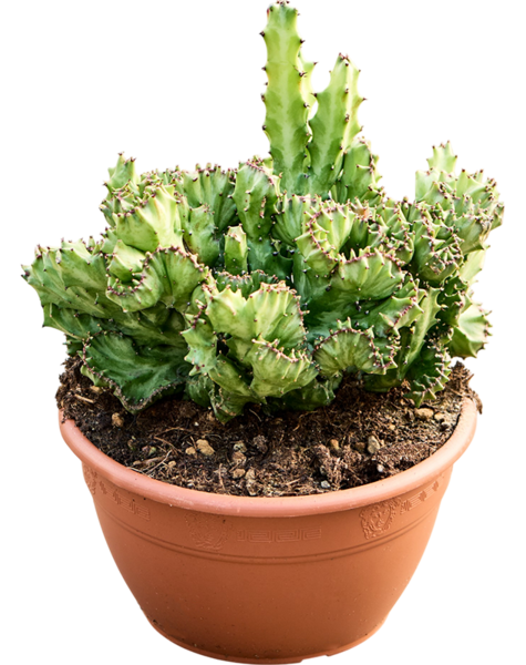 Euphorbia