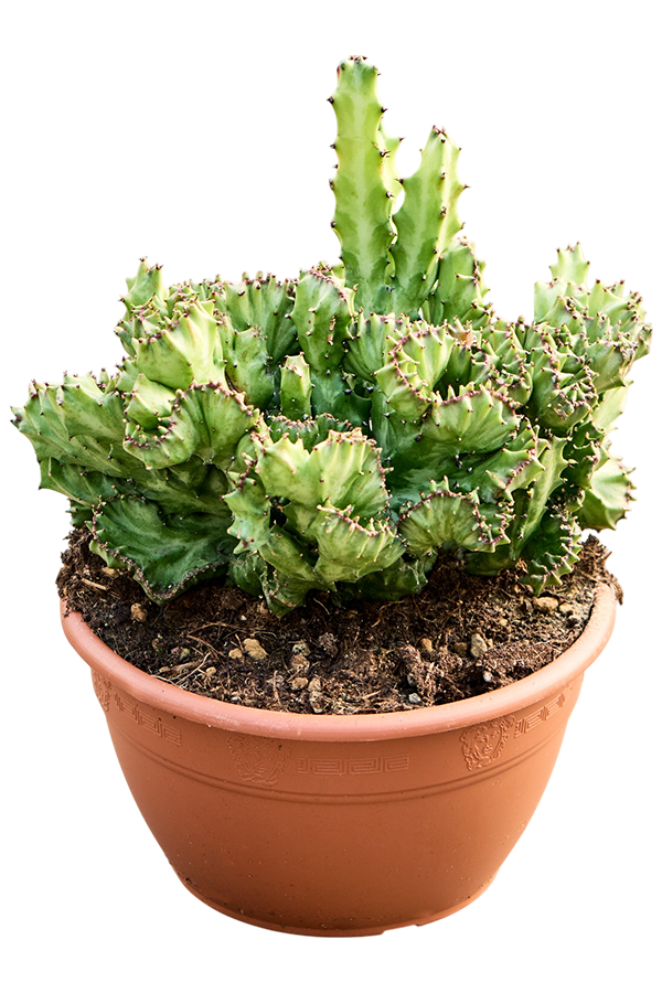 Euphorbia Lactea Cristata
