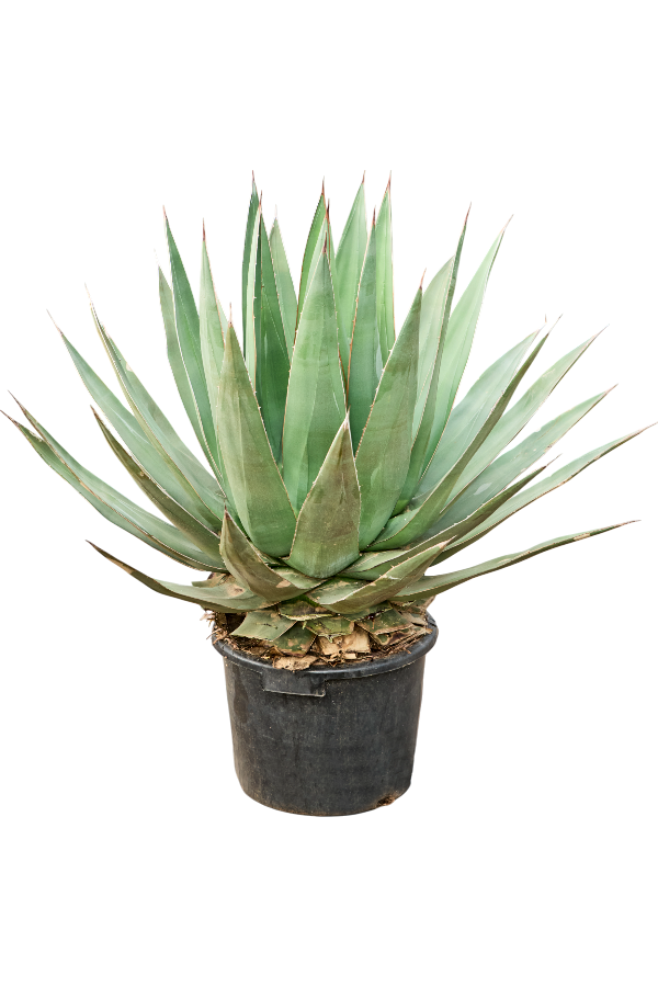 Agawa Triangularis (100-120)