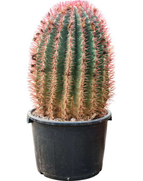 Ferocactus