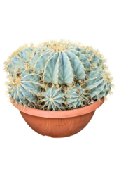 Ferocactus Glaucescens