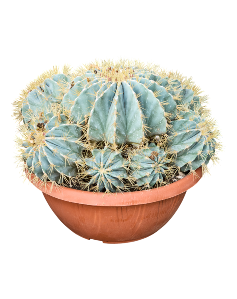 Ferocactus