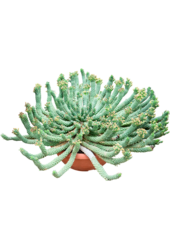 Euphorbia Caput-medusae