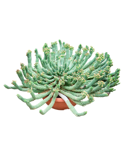 Euphorbia
