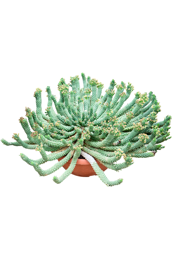 Euphorbia Caput-medusae