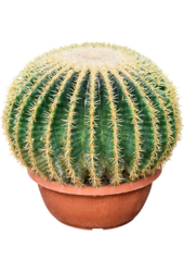 Echinocactus Grusonii Intermedius
