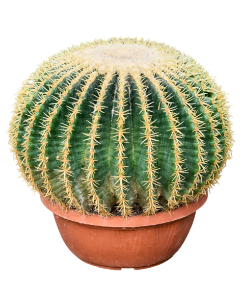 Echinocactus