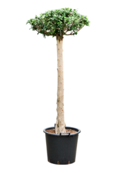 Ficus Microcarpa Compacta