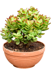 Crassula Ovata Minor
