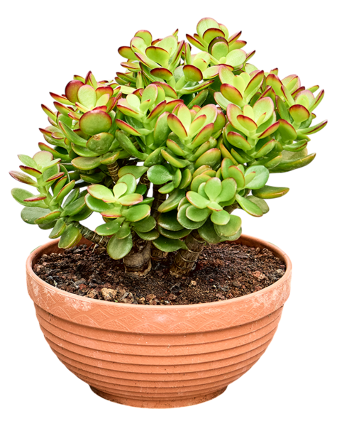 Crassula