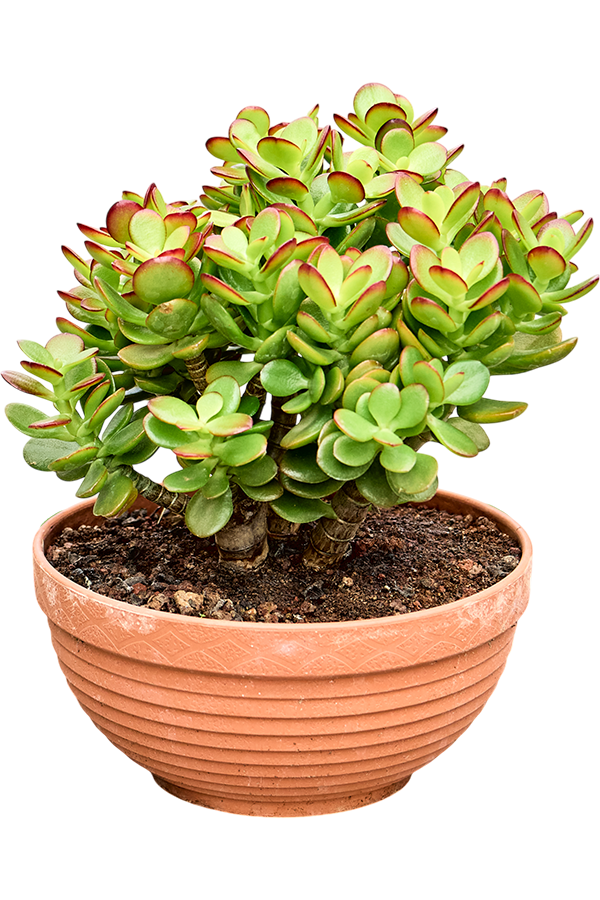 Crassula Ovata Minor