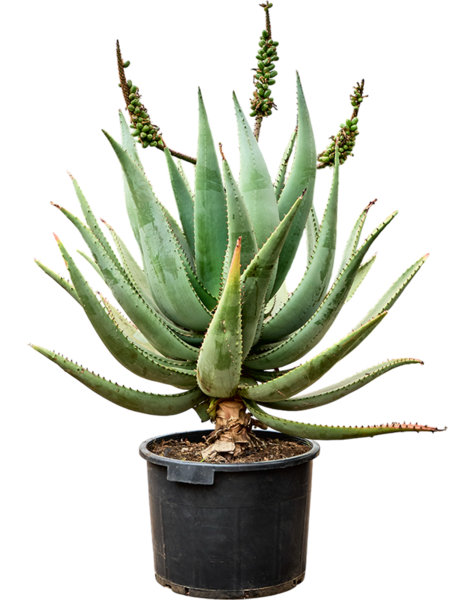 Aloes