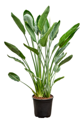 Strelicja Królewska