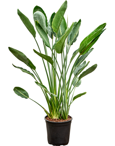 Strelicja