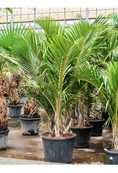Hyophorbe Verschaffeltii (250-300)