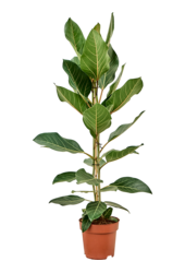 Fikus Benghalensis Joy