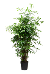 Dracaena Surculosa (125-150)