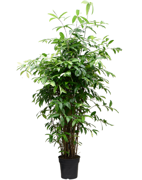 Dracaena