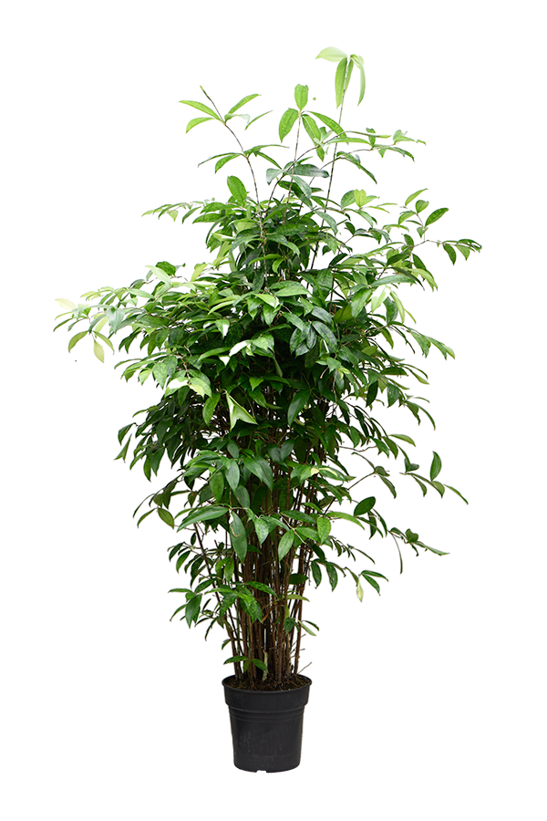Dracaena Surculosa (125-150)