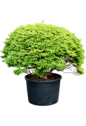Enkianthus Perulatus