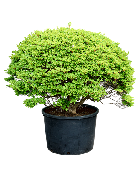 Enkianthus