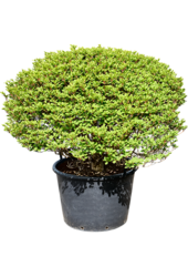 Enkianthus Perulatus