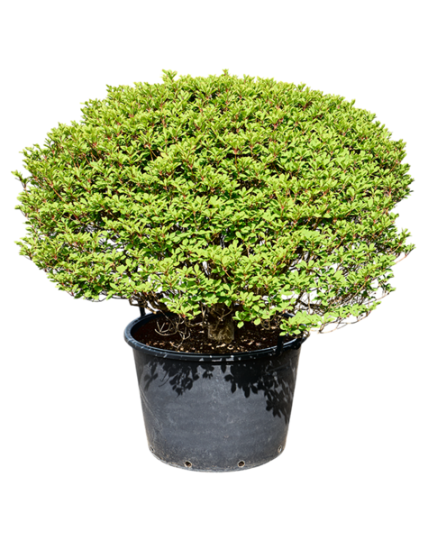 Enkianthus