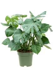 Monstera Deliciosa