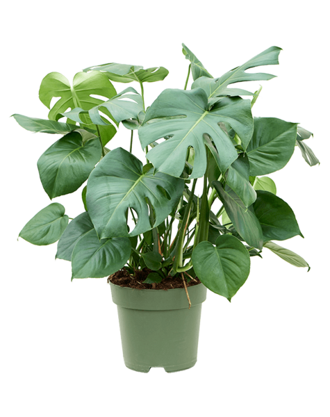 Monstera