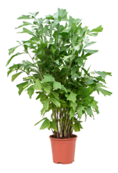 Caryota Mitis (120-140)