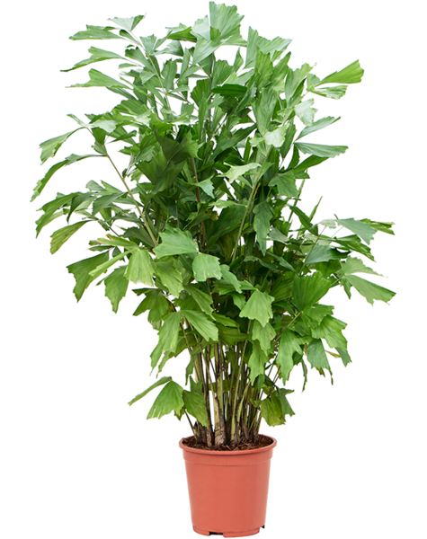 Caryota