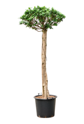 Ficus Microcarpa Compacta