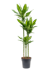 Dracena Fragrans Cintho