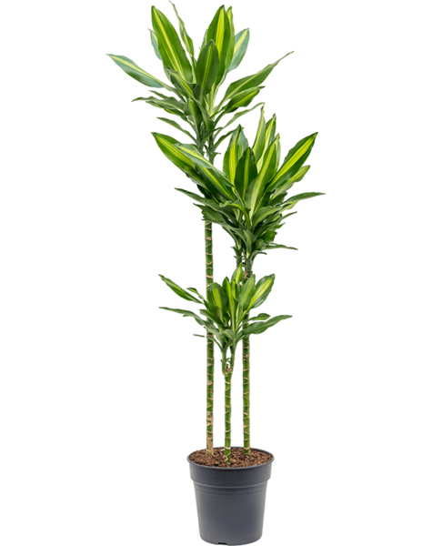 Dracena