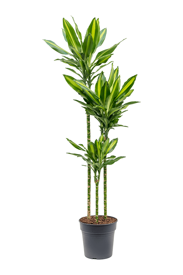 Dracena Fragrans Cintho