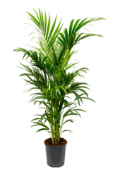Kentia (Howea) Forsteriana