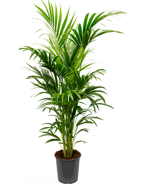 Kentia