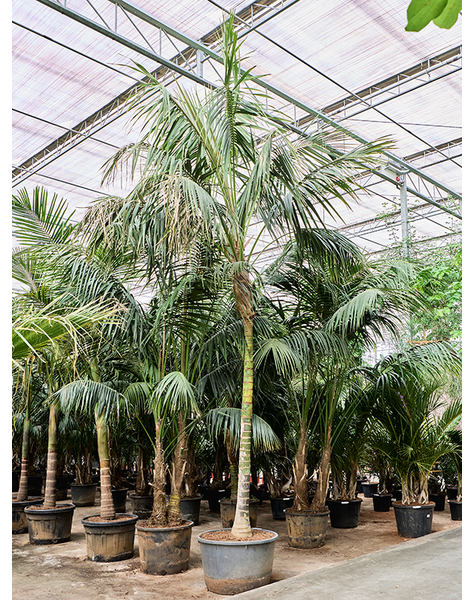 Kentia