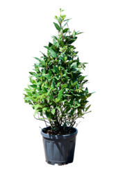 Laurus Nobilis