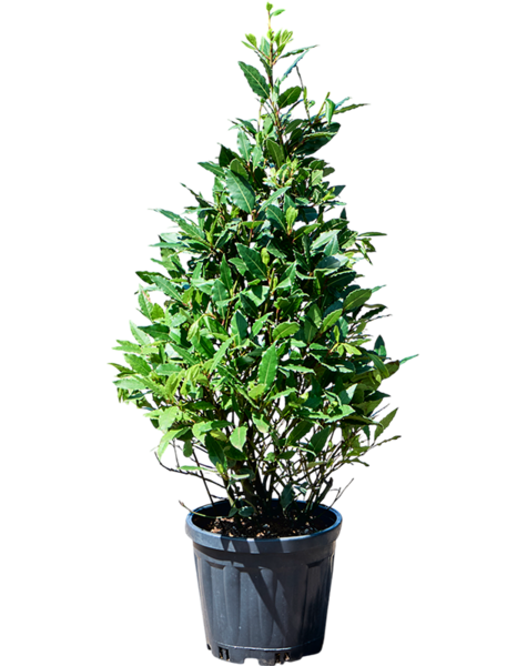 Laurus