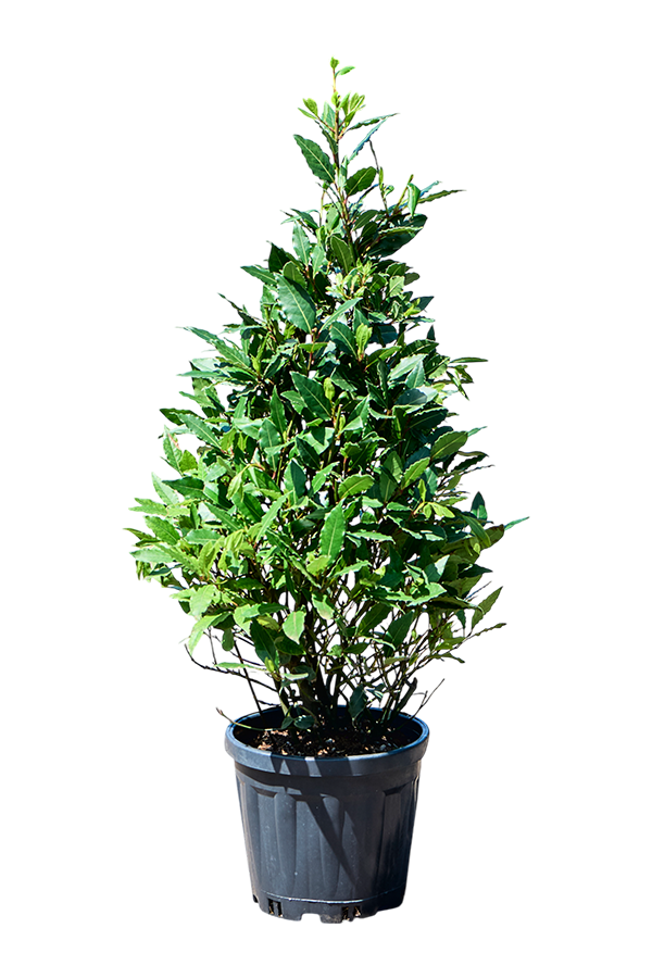 Laurus Nobilis