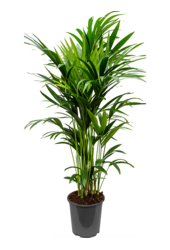Kentia (Howea) Forsteriana