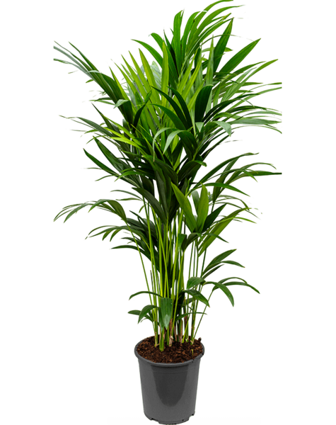 Kentia