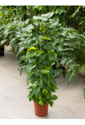 Scindapsus (Epipremnum) Aureum