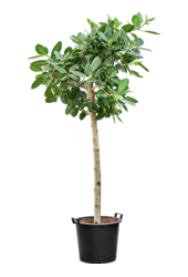 Ficus Benghalensis Audrey